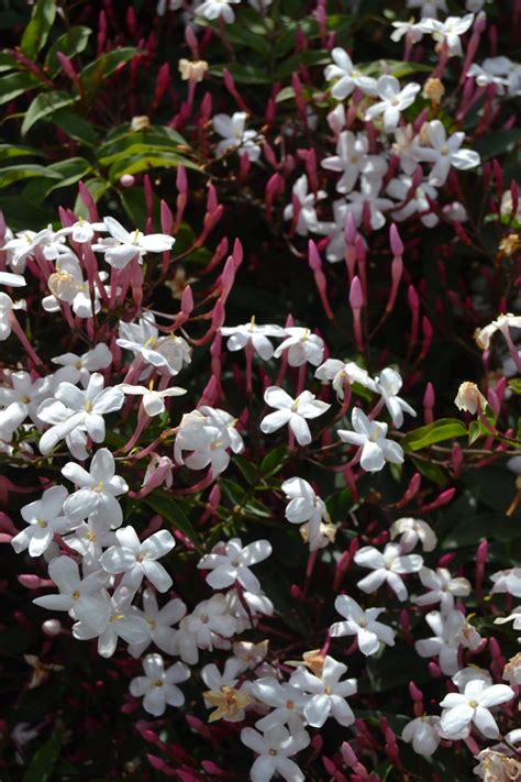 Common Jasmine Plant Jasminum Officinale Spicegarden