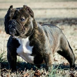 American bulldog johnson bloodline pets and animals in florida at americanlisted.com classifieds. Johnson's Exotic Bulldog Dams - Johnson Freelance Bulldog ...