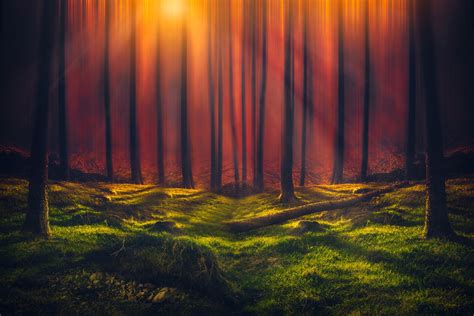 Sunbeam Forest 5k Hd Nature 4k Wallpapers Images Backgrounds