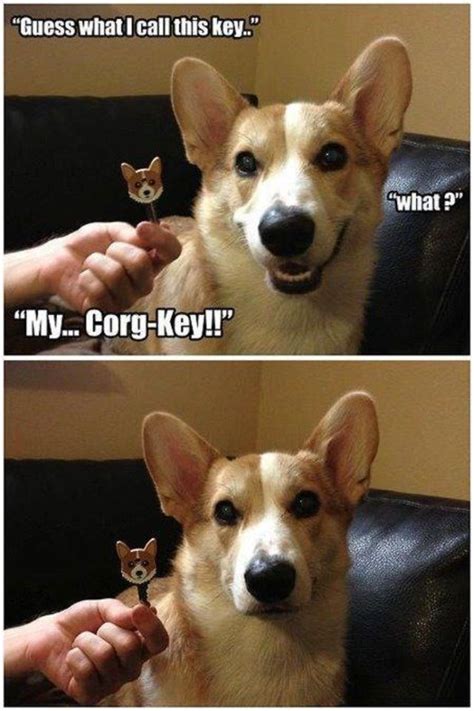 Corgi Dog Jokes Lol Funny Xd Funny Animal Pictures