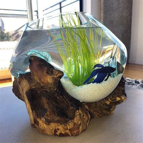Check spelling or type a new query. West Elm Wood + Glass Terrarium used for a betta bowl ...