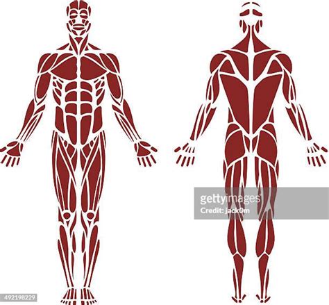 Human Muscles Anatomy Photos And Premium High Res Pictures Getty Images
