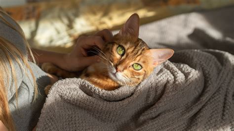 Namen auf Katzen wirklich am besten hören