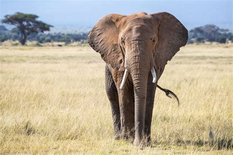African Elephant Range Is Just 17 Of What It Could Be