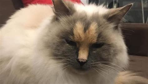 Australian Cat With Markings That Look Like A Penis Seeks New Home