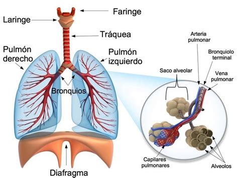 Funcion De Los Alveolos En El Sistema Respiratorio Dinami