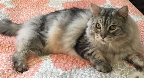 Pin By Marie Asbury On Panino The Most Interesting American Bobtail In