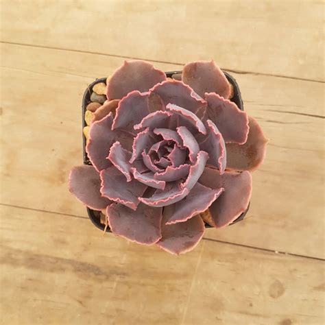 Echeveria Shaviana Pink Frills Micks Succulents