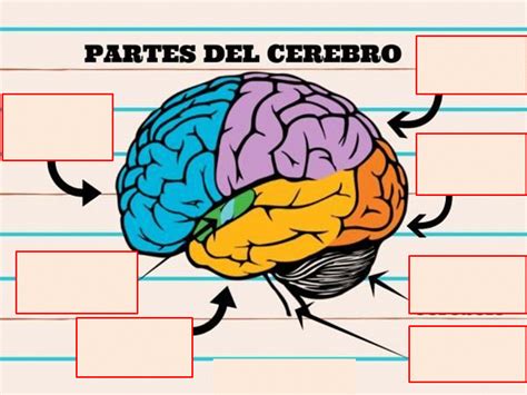 Juegos De Ciencias Juego De Ubicando Las Partes Del Cerebro Cerebriti