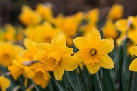 Daffodils Flower Images Gallery Best Flower Site