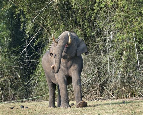 Asian Bull Elephant Displaying Stock Image C0291554 Science