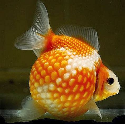 Pearlscale Goldfish Tropical Fish Keeping