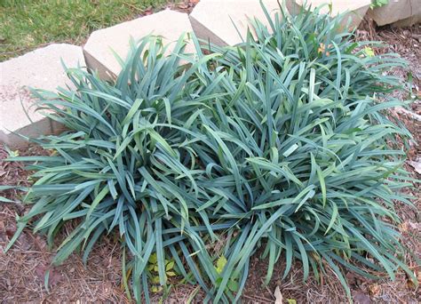 Native warm season grasses there has been increased interest in establishing native warm native wildlife is adapted to these grassland environments and will flourish in them when given the. Using Georgia Native Plants: Carex Like You Mean It