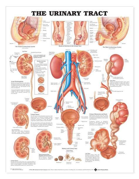 The Urinary Tract System Chart Medwest Medical Supplies