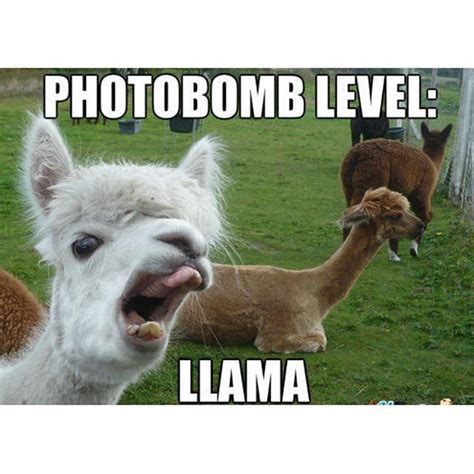 The 9 Funniest Llama Memes Kendrick Llama Llama Del Rey And More