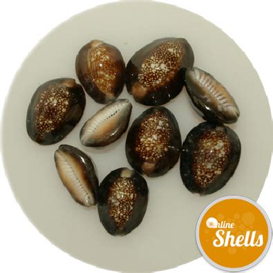 Cowrie - Snakeshead - Online Shells - Buy Sea Shells - OnlineShells.co.uk png image