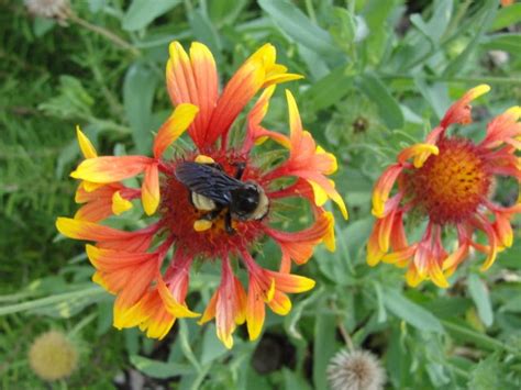 For bees in particular, a garden can be made significantly more attractive. Central Florida Gardener: A Bee-Friendly Garden