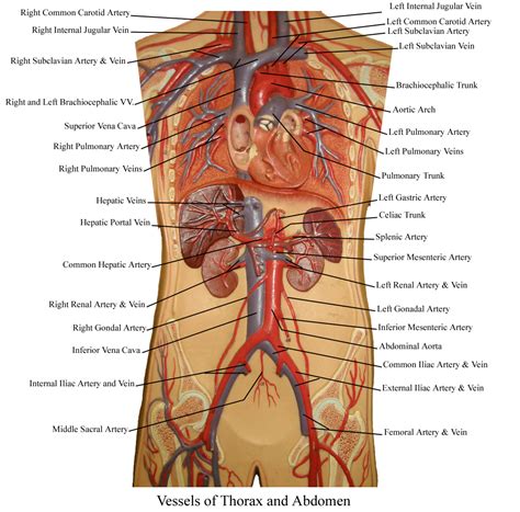 Abdominal Blood Vessels Labeled Arteries Veins Atlas Of Anatomy