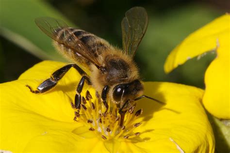 Honey Bee Honey Bee Drinking Nectar Rainer Hungershausen Flickr