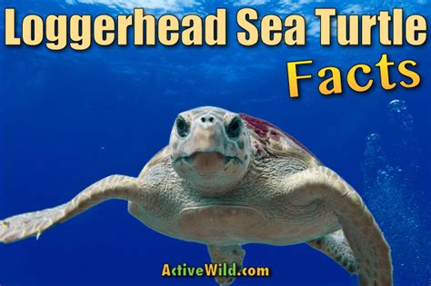 Loggerhead Sea Turtle Facts Pictures And Information For Kids And Adults