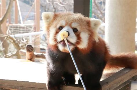 Please Follow Iloveredpandas Thankyou For My Apple Redpanda Panda