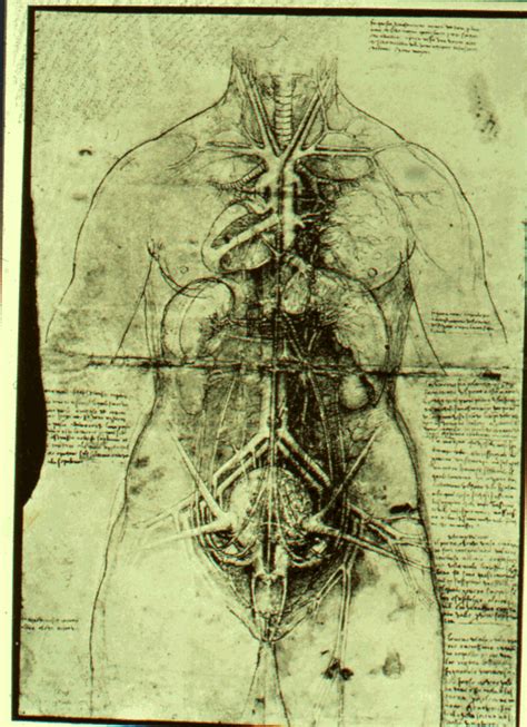 Anatomy Of A Hermaphrodite Anatomical Charts Posters
