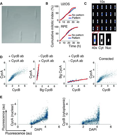 A Setup For Quantification Of Fluorescence From Single Cells Download