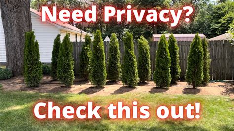 How To Create A Privacy Fence With Emerald Green Arborvitae Trees