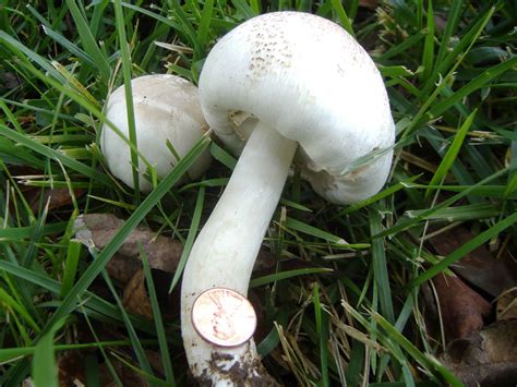 Lawn Mushrooms Mushroom Hunting And Identification Shroomery