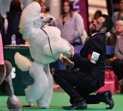 Crufts 2017 Day 2 Dogs Arrive In Eye Catching Outfits Daily Mail Online