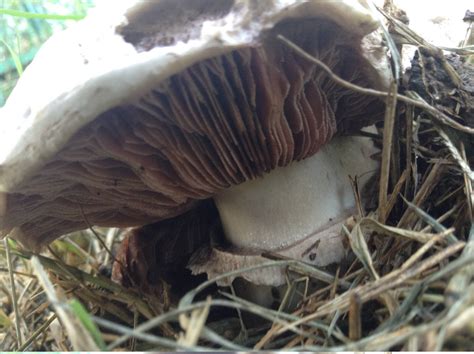 White Mushrooms Growing Near My Garden Mushroom Hunting And