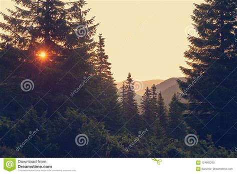 Orange Rays Of Rising Sun Illuminate Huge Pine Trees Stock Image