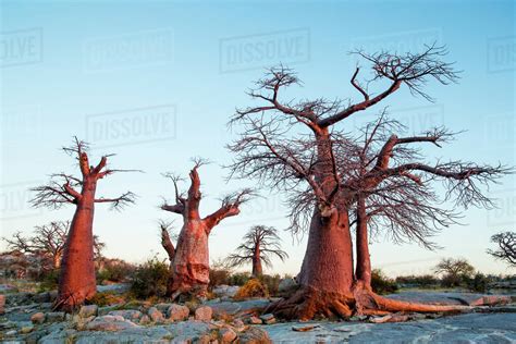 africa botswana setting sun lights baobab trees grow atop dry granite outcrop of kubu island