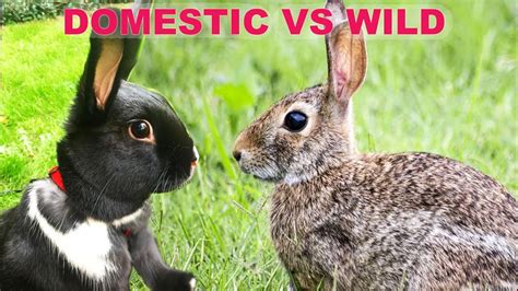 Can Wild And Domestic Rabbits Live Together