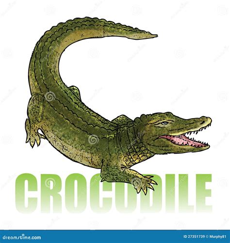 Crocodile Alligator Stock Vector Illustration Of Carnivore 27351739