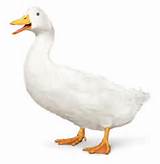 Aflac Employee Review Pictures