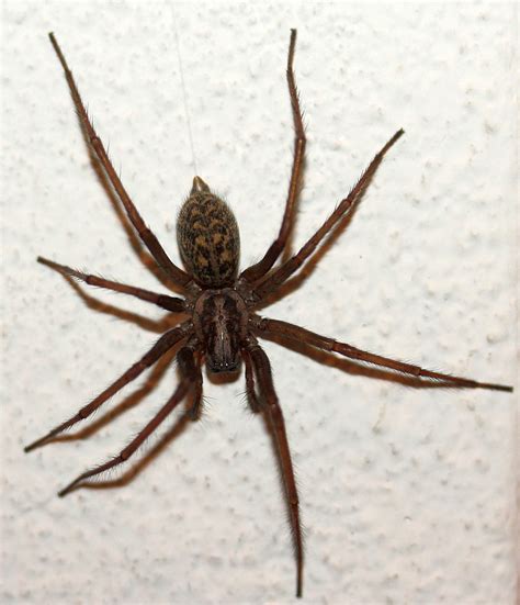 Für die sehr gefährliche chilenische winkelspinne, die nicht zur gattung der winkelspinnen gehört. Naturwunder ...: Große Winkelspinne