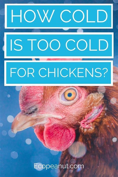 How Cold Is Too Cold For Chickens Raising Chickens Chickens In The