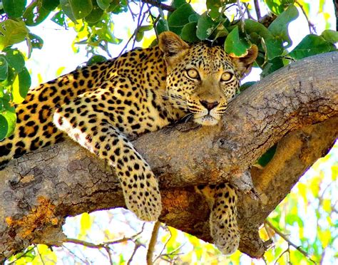 African Leopard In A Tree Smithsonian Photo Contest Smithsonian