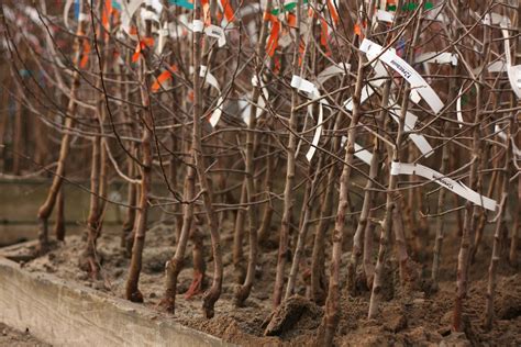 Bare Root Fruit Trees For Sale Bare Root Fruit Trees Urban Tree Farm