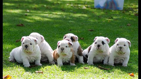 To advance this breed to a state of similarity throughout the world; English bulldog puppies for sale - YouTube
