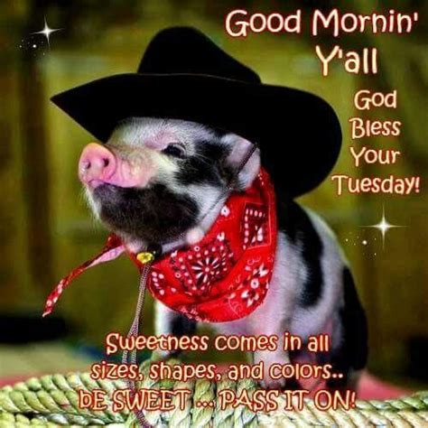 Tuesday memes are mostly people h… Good Mornin' Y'all, God Bless Your Tuesday! Pictures, Photos, and Images for Facebook, Tumblr ...