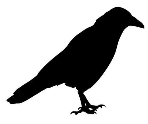 Bird Common Raven Silhouette Western Jackdaw Crow Png Download 1281