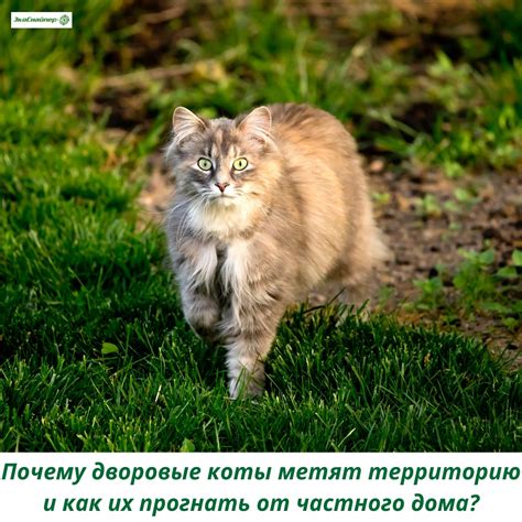 Почему дворовые коты метят территорию? | ЭкоСнайпер - канал по борьбе с ...