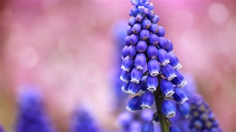 1920x1080 1920x1080 blue flowers nature macro muscari coolwallpapers me