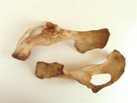 Deer Pelvic Bones