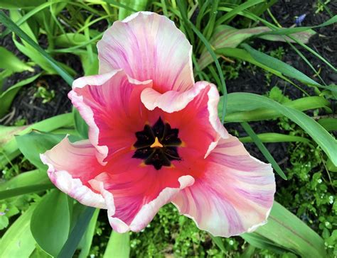 Tulip Pink Flower Free Photo On Pixabay Pixabay