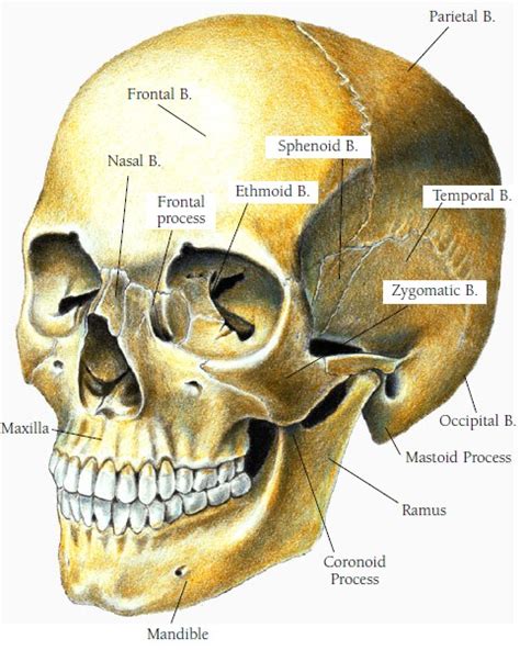 Anatomy Made Easy Human Anatomy Of Head And Neck