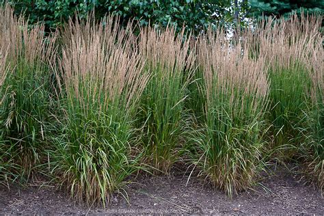 When the fall season arrives, those blooms mature to a tan color. Feather reed grass | GreenFuse Photos: Garden, farm & food ...