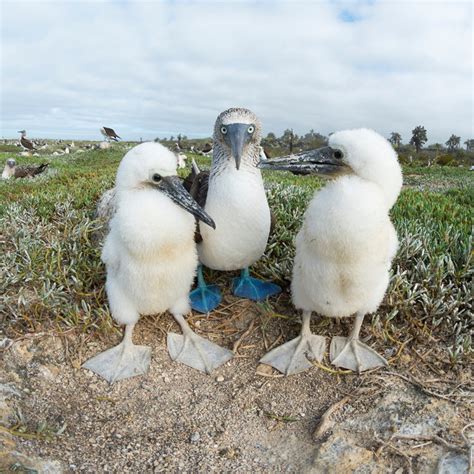 On Galápagos Revealing The Blue Footed Boobys True Colors The New